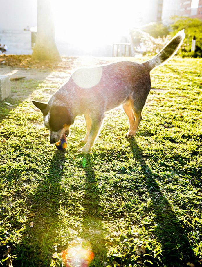 ciuda-de-rio-elparque-de-las-mascotas-2 El parque de las mascotas Mascotas en Ciudad del Río