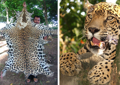 Felinos en peligro Felinos en peligro
