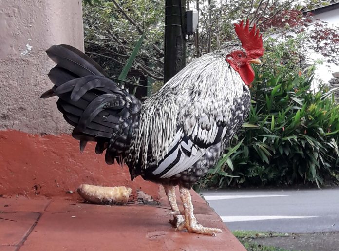 gallo-el-poblado Gallo El Poblado La Aguacatala