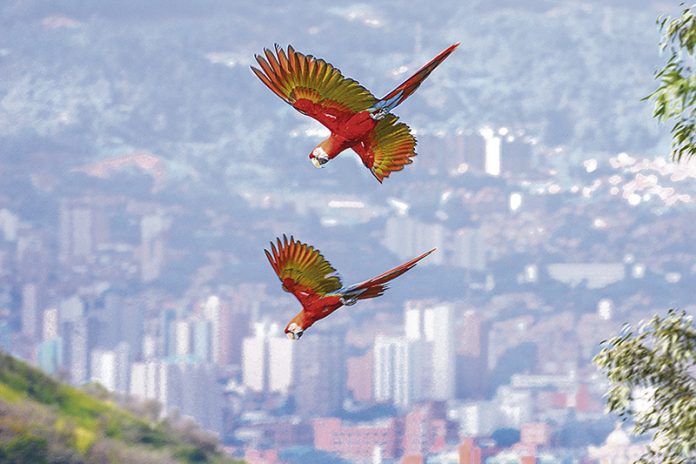La cantidad de vida Silvestre del Valle de Aburrá es impresionante, hermosa y valiosa. Formas, sonidos, plumas, colores, ojos, tamaños, picos La cantidad de vida Silvestre del Valle de Aburrá es impresionante, hermosa y valiosa. Formas, sonidos, plumas, colores, ojos, tamaños, picos
