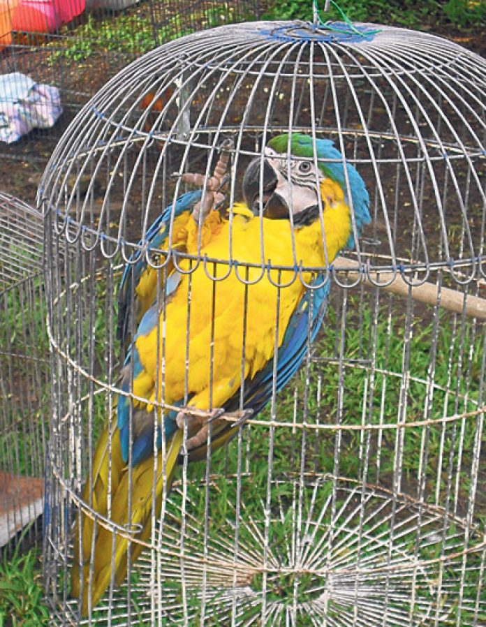 tráfico de especies tráfico de especies