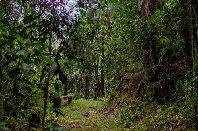 Madremonte, tras los bosques del Oriente Antioqueño Madremonte, tras los bosques del Oriente Antioqueño