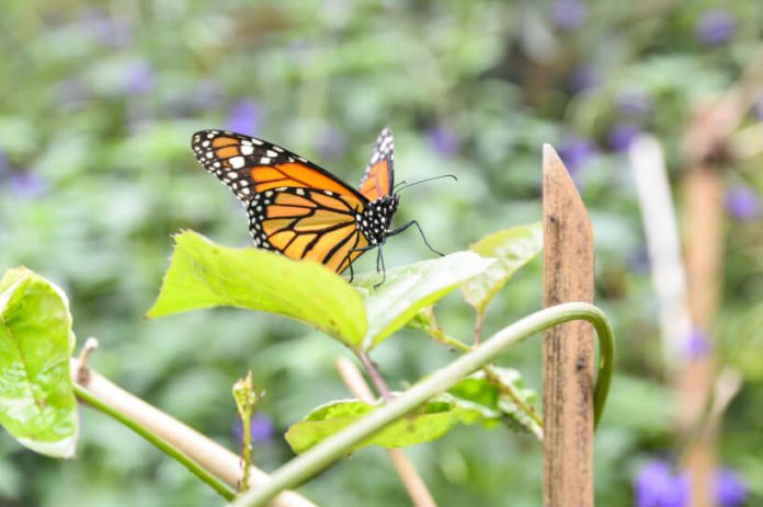 mariposario Mariposario del Jardín Botánico