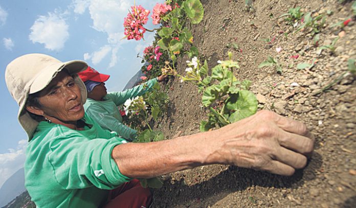 Marta Inés Orozco Moravia florece para la vida Moravia florece para la vida
