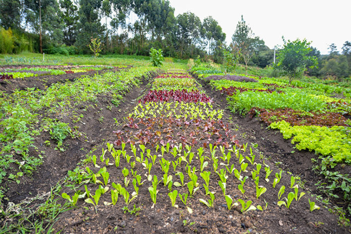 Oriente Tierra de agricultores Oriente Tierra de agricultores