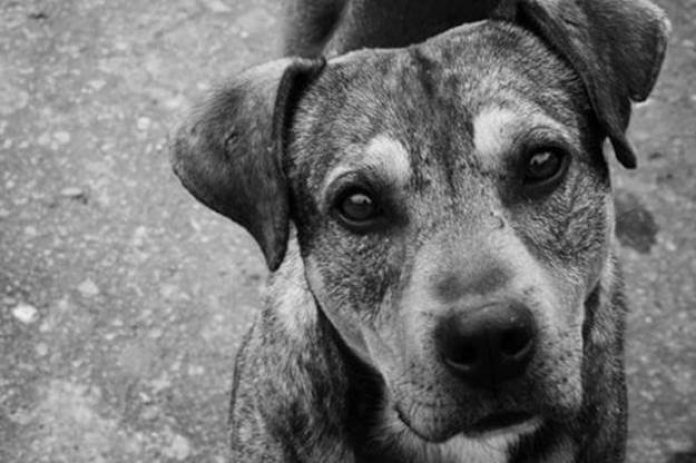 perros-callejeros2
