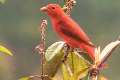 piranga-rubra Día Mundial de las Aves
