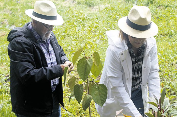 Siembra de árboles El Tesoro Siembra de árboles El Tesoro