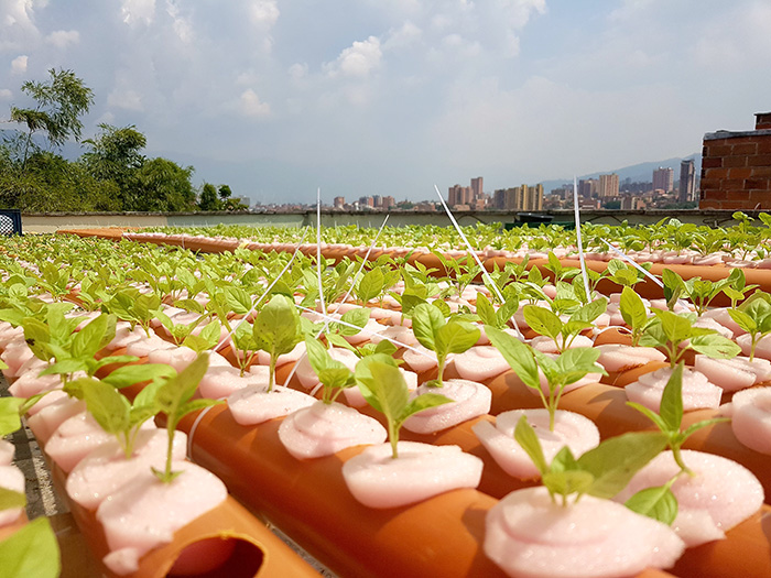 Cultivos hidropónicos en Terrazas verdes de Medellín