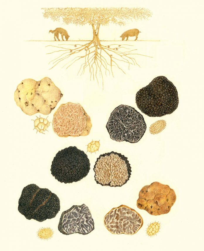 Las trufas son un hongo Las trufas son un hongo