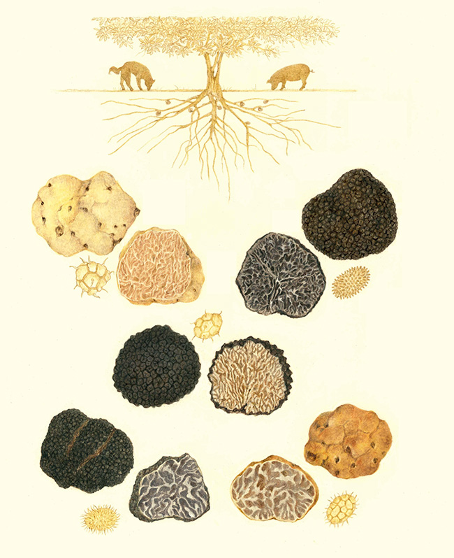 Las trufas son un hongo Las trufas son un hongo