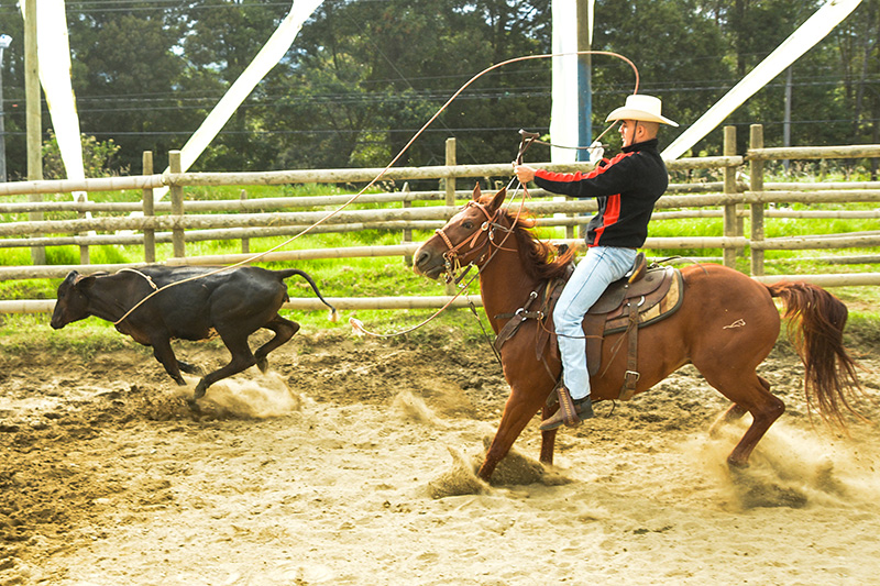 La vaquería nace de la actividad propia que se realiza sobre el caballo en las fincas para dirigir la ganadería.