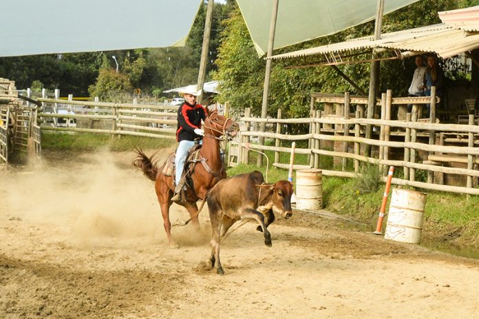 La vaquería nace de la actividad propia que se realiza sobre el caballo en las fincas para dirigir la ganadería. La vaquería nace de la actividad propia que se realiza sobre el caballo en las fincas para dirigir la ganadería.
