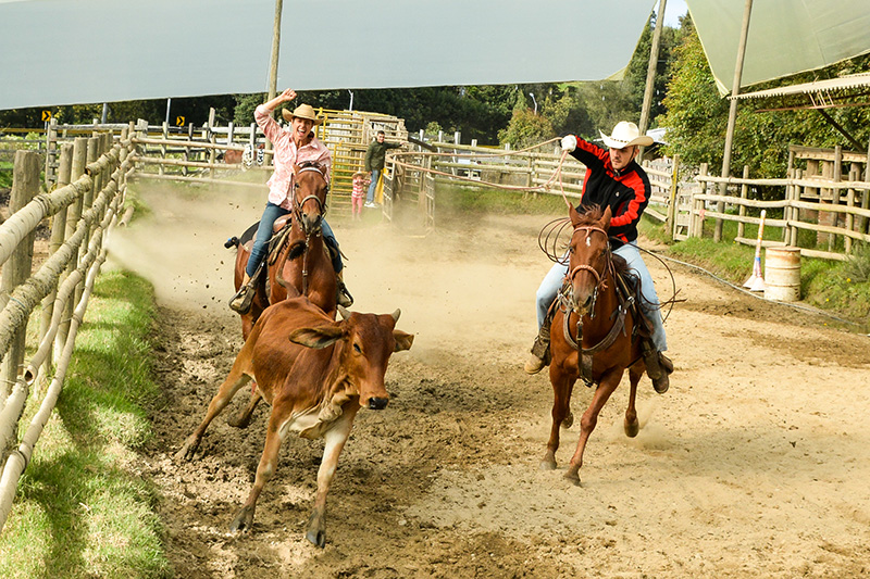 La vaquería nace de la actividad propia que se realiza sobre el caballo en las fincas para dirigir la ganadería.